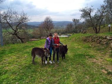 Ferienhaus in Monte San Savino (Arezzo) oder Ferienwohnung oder Ferienhaus