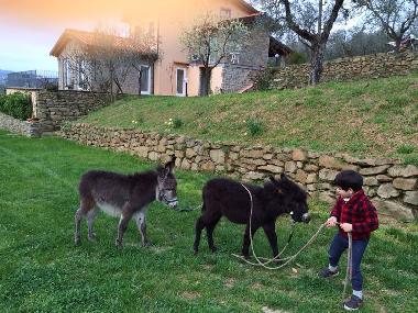 Ferienhaus in Monte San Savino (Arezzo) oder Ferienwohnung oder Ferienhaus