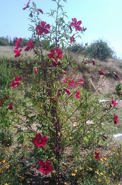 Ferienhaus in Lambuh  (Khaskovo) oder Ferienwohnung oder Ferienhaus