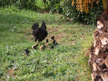 Ferienhaus in Campos (Mallorca) oder Ferienwohnung oder Ferienhaus