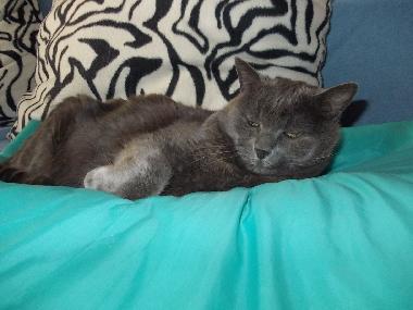 Ferienwohnung in Toscolano Maderno (Brescia) oder Ferienwohnung oder Ferienhaus