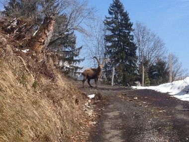 Wanderweg hinter dem Chalet... manchmal mit ungeplanten Treffen!