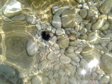 Ferienwohnung in ILIAS (Vlore) oder Ferienwohnung oder Ferienhaus