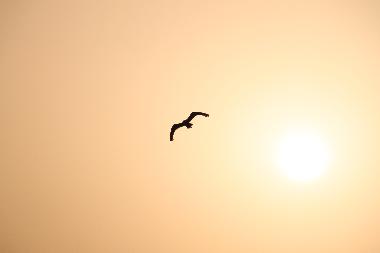 Ferienwohnung in Kaprije (Sibensko-Kninska) oder Ferienwohnung oder Ferienhaus