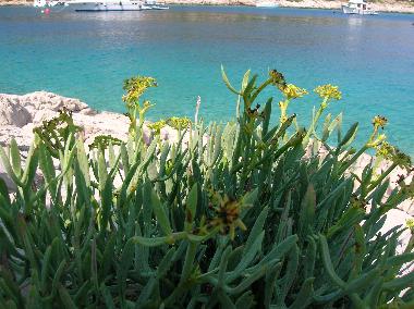 Ferienwohnung in Kaprije (Sibensko-Kninska) oder Ferienwohnung oder Ferienhaus