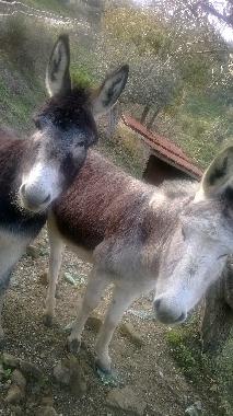 Villa in Perdifumo  (Salerno) oder Ferienwohnung oder Ferienhaus