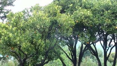 Villa in Calenzana (Haute-Corse) oder Ferienwohnung oder Ferienhaus