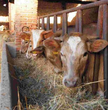 Ferienwohnung in Lucca (Lucca) oder Ferienwohnung oder Ferienhaus