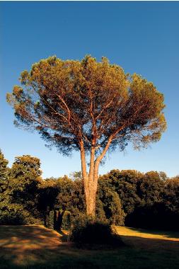 Ferienwohnung in Lucca (Lucca) oder Ferienwohnung oder Ferienhaus