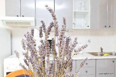 Ferienwohnung in Krk (Primorsko-Goranska) oder Ferienwohnung oder Ferienhaus