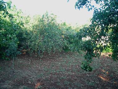 Ferienhaus in Martina Franca (Taranto) oder Ferienwohnung oder Ferienhaus