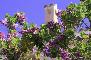 Ferienwohnung in Calasetta (Carbonia-Iglesias) oder Ferienwohnung oder Ferienhaus