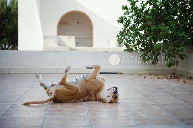 Ferienhaus in Djerba (Madanin) oder Ferienwohnung oder Ferienhaus