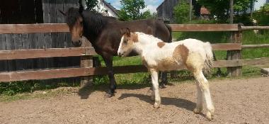 Chica und unser Fohlen Ginger geb.11.04.2014