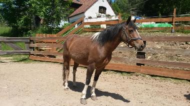 Kira, eines unserer Ponys