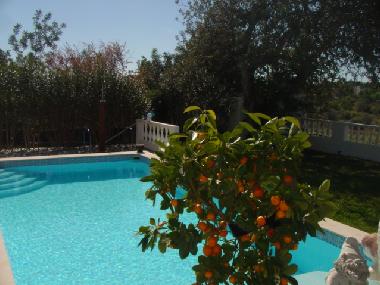 Ferienwohnung in fuseta (Algarve) oder Ferienwohnung oder Ferienhaus