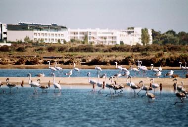 Ferienwohnung in fuseta (Algarve) oder Ferienwohnung oder Ferienhaus