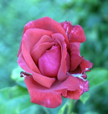 Ferienhaus in 7142 (Nordburgenland) oder Ferienwohnung oder Ferienhaus