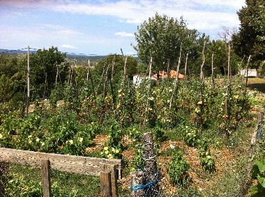 Ferienwohnung in Susnjevica (Istarska) oder Ferienwohnung oder Ferienhaus