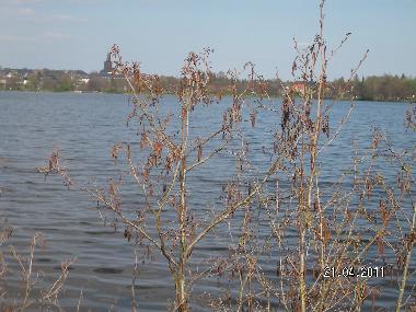 Weienstdter See
