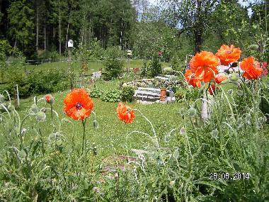 Sommer -einfach ein Genu