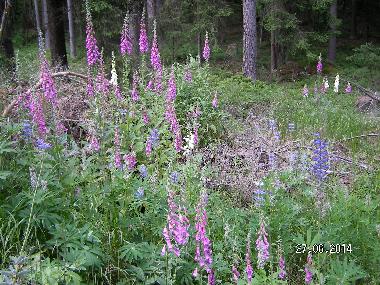 Digitalis in berflu