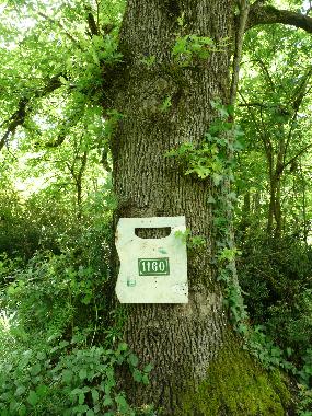 Ferienhaus in Ngrepelisse (Tarn-et-Garonne) oder Ferienwohnung oder Ferienhaus