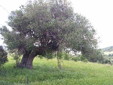Uralter wilder Olivenbaum