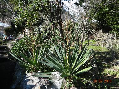 Ferienwohnung in Venaco (Haute-Corse) oder Ferienwohnung oder Ferienhaus