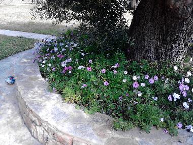 Ferienwohnung in kassandra (Chalkidiki) oder Ferienwohnung oder Ferienhaus