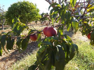 Ferienwohnung in St. Barabara de nexe / Bela Salema (Algarve) oder Ferienwohnung oder Ferienhaus