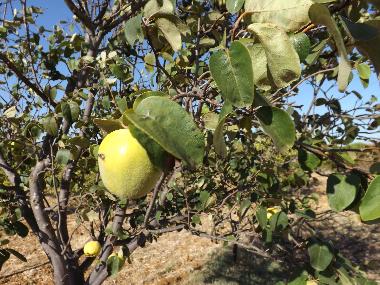 Ferienwohnung in St. Barabara de nexe / Bela Salema (Algarve) oder Ferienwohnung oder Ferienhaus