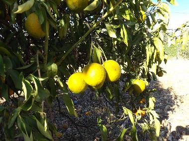 Ferienwohnung in St. Barabara de nexe / Bela Salema (Algarve) oder Ferienwohnung oder Ferienhaus