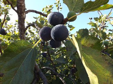 Ferienwohnung in St. Barabara de nexe / Bela Salema (Algarve) oder Ferienwohnung oder Ferienhaus