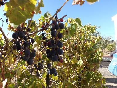 Ferienwohnung in St. Barabara de nexe / Bela Salema (Algarve) oder Ferienwohnung oder Ferienhaus