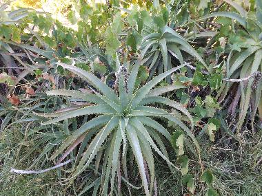 Ferienwohnung in St. Barabara de nexe / Bela Salema (Algarve) oder Ferienwohnung oder Ferienhaus