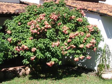 busch und viele mehr vorne vorm haus