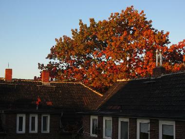 Blick aufs Schwalbennest und die alte Eiche
