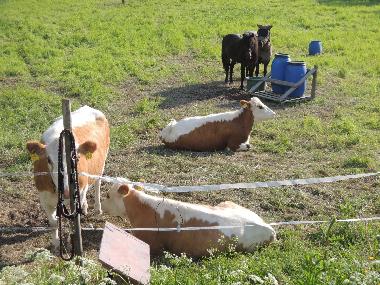 Ferienhaus in Auttoinen (Padasjoki) (Etela-Suomen Laani) oder Ferienwohnung oder Ferienhaus