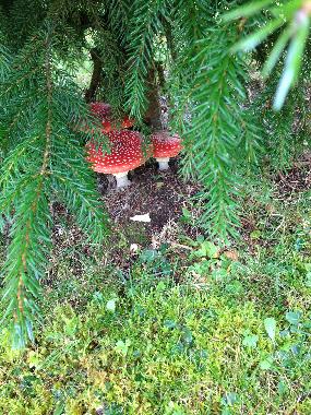 Ferienhaus in Feldberg-Falkau (Schwarzwald) oder Ferienwohnung oder Ferienhaus