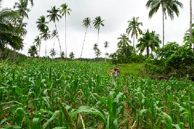 Maisfeld zum wandern auf der Insel Siquijor