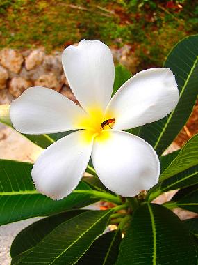 Die Blume Kalachuchi in weiss