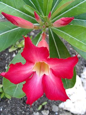 Die Blume Kalachuchi in rosa