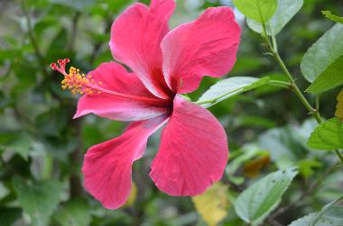 Die Blume Gumamela im Kalachuchi Beach Resort