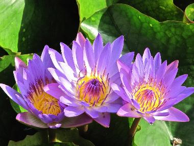 Ferienwohnung in Heviz (Heves) oder Ferienwohnung oder Ferienhaus