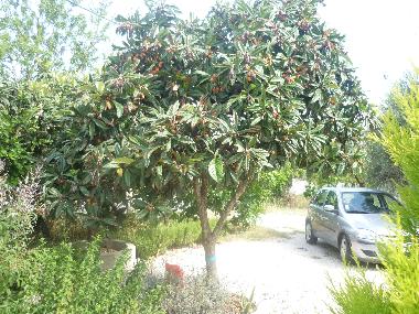 Ferienhaus in Algoz (Algarve) oder Ferienwohnung oder Ferienhaus
