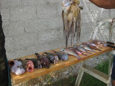 Pension in el limon (Samana) oder Ferienwohnung oder Ferienhaus