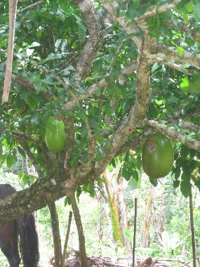 Pension in el limon (Samana) oder Ferienwohnung oder Ferienhaus