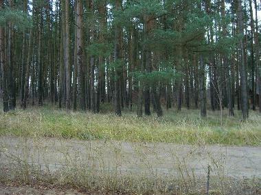 Ferienhaus in Silz (Mecklenburgische Seenplatte) oder Ferienwohnung oder Ferienhaus