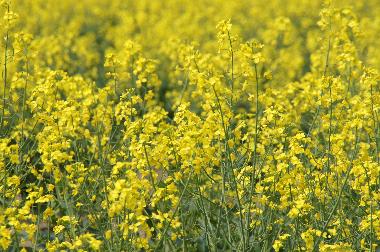 Ferienhaus in Silz (Mecklenburgische Seenplatte) oder Ferienwohnung oder Ferienhaus